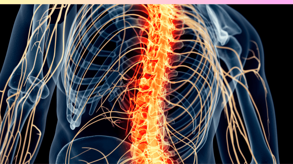 an xray photo shows the anatomy of the human spine