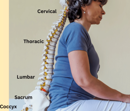 a woman wearing a blue teeshirt and white pants sits revealing the different sections of her spine