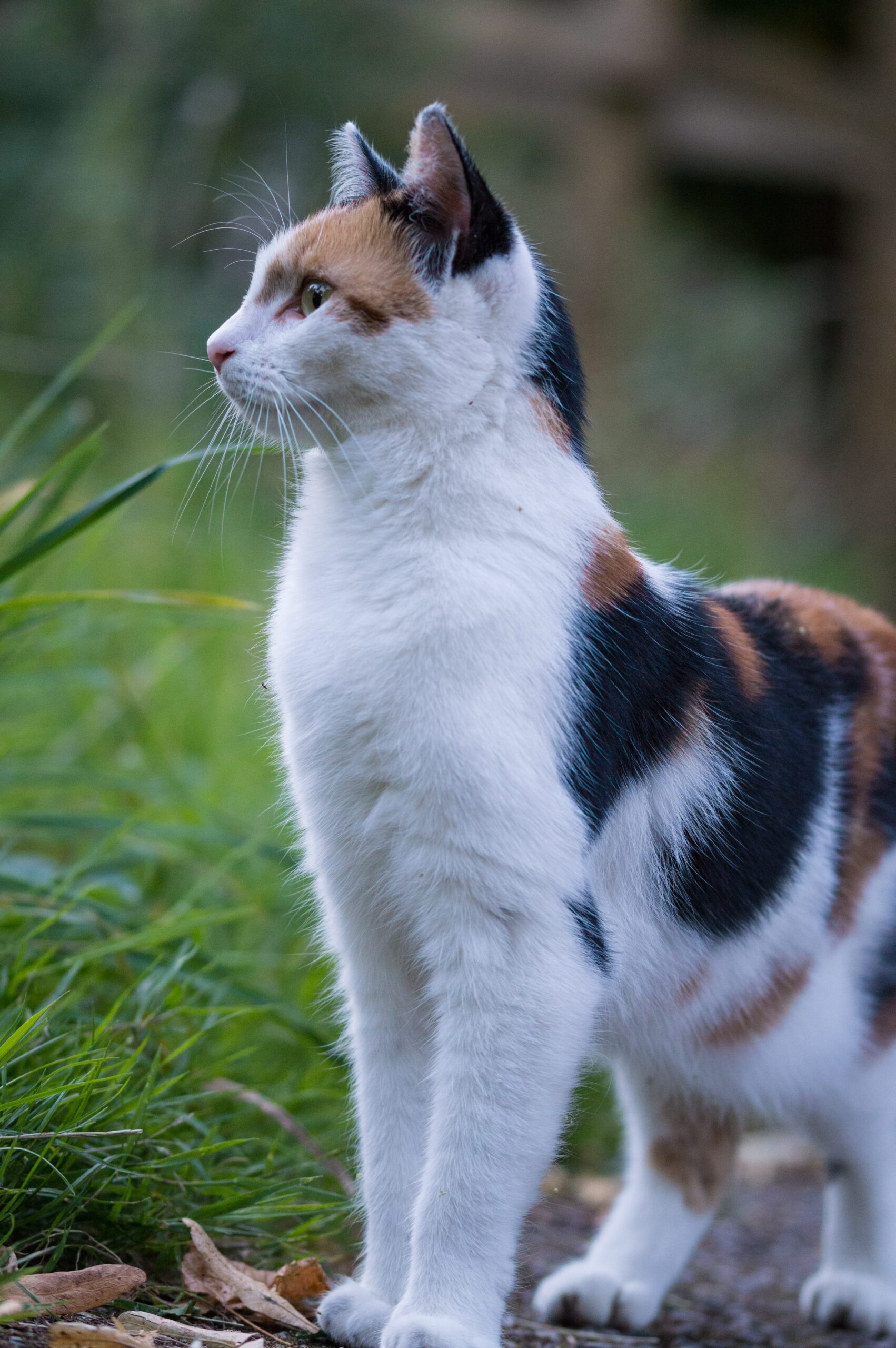 a beautiful tabby cat predominantly white stalks her prey every cell of her body is alert