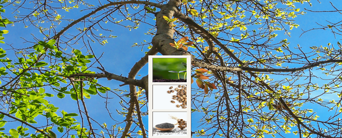 A large leafless tree points up into a blue sky and aligned to the trunk pictures of the stages of growth show.