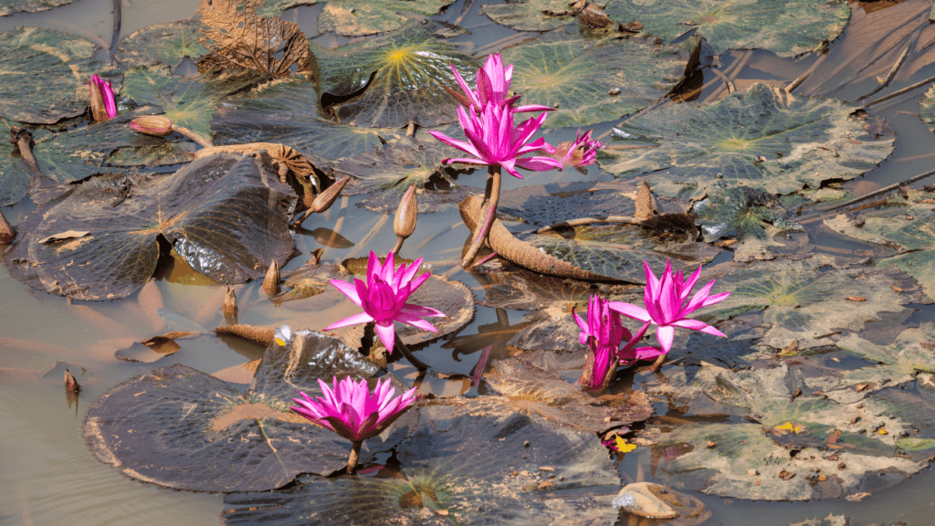 lotus emerging from mud