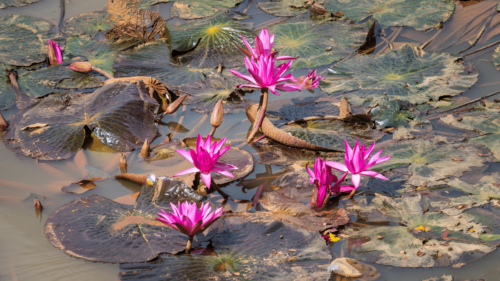 lotus emerging from mud