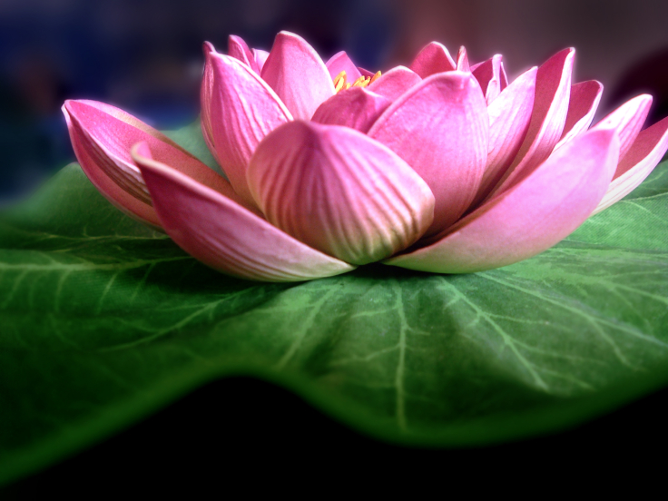 a lotus fully opened